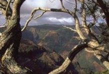 Waimea Canyon & Wailua River Excursion